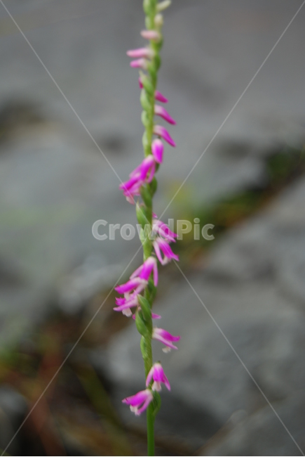 백암산,봄,자연,휴양림,울진,식물,자연,plants,nature,꽃,flower