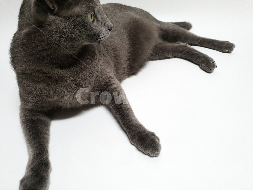 고양이,애완동물,러시안블루,회색,동물,단모,단모종,털,동물,animal,포유류,mammal,고양이,cat,kitten,kitty,누끼,remove background