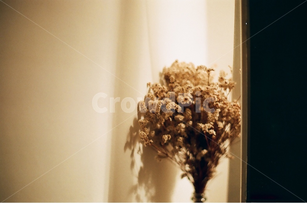 꽃,조명,인테리어,공간,플랜테리어,드라이플라워,빛,interior,flower,휴식,힐링,따뜻함,mood,light,불빛,room,감성,꽃,flower,실내용화초,화분,화초,house plant,감성,sensible,feeling,인테리어,실내디자인,interior design