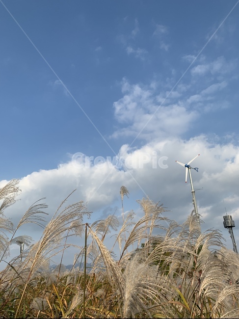 식물,plant,억새,풍경,자연,가을,계절,fall,autumn,season,grass,잔디,engine,엔진,motor,모터,machine,기계