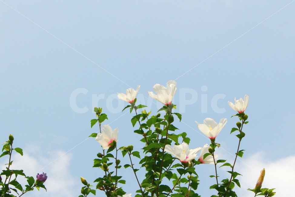 자연,풍경,하늘,여름,꽃,무궁화,구름,색감,SUMMER,감성사진,식물,자연,plants,nature,꽃,flower
