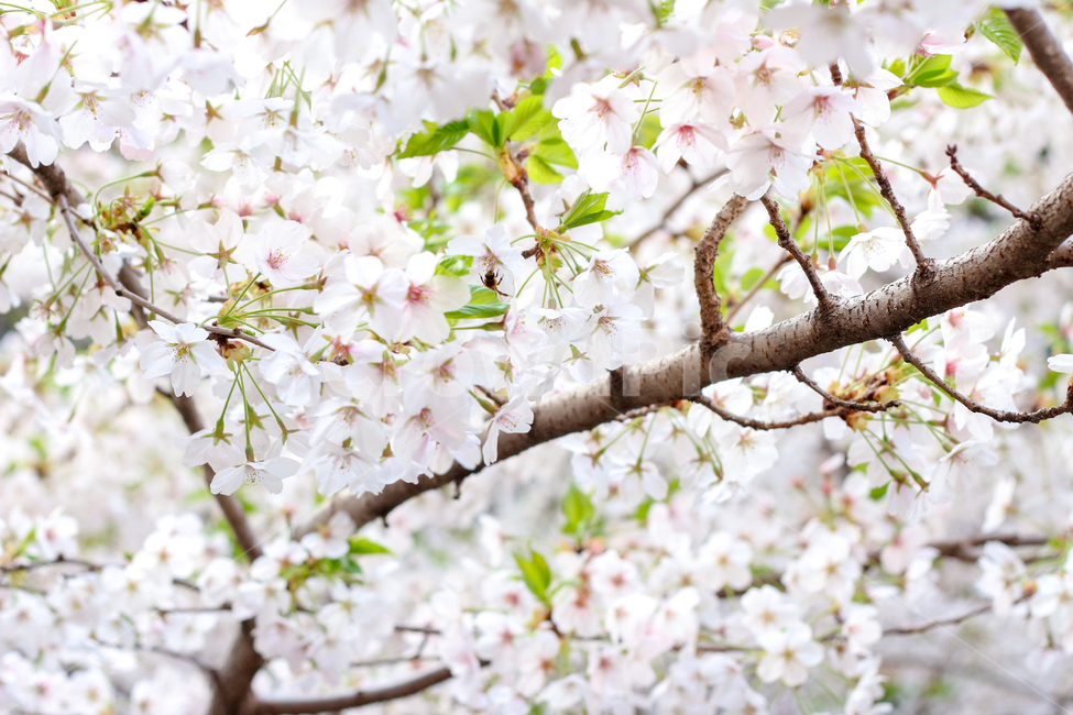 벚꽃,꽃,벚꽃나무,봄,꽃나무,벚,봄,계절,spring,season,식물,자연,plants,nature,꽃,flower,plant,blossom