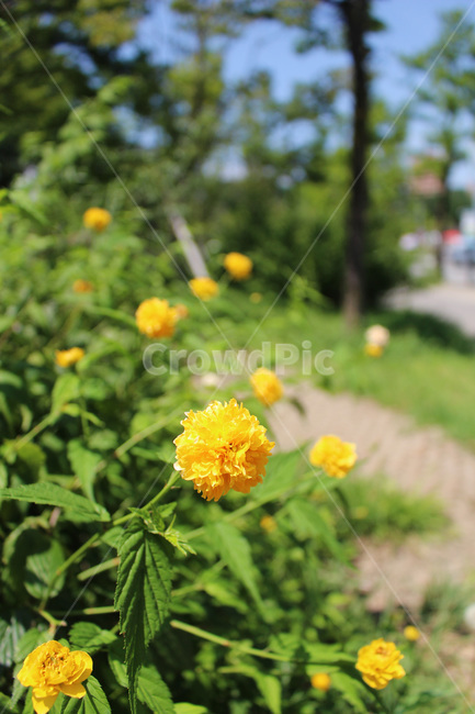 황매화,여름꽃,한국꽃,노랑꽃,노란색,접사,공원