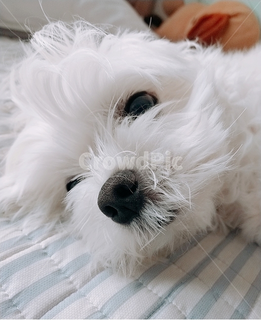 강아지,귀여움,흰색강아지,말티즈,애완견,침대위강아지,귀여운강아지,개