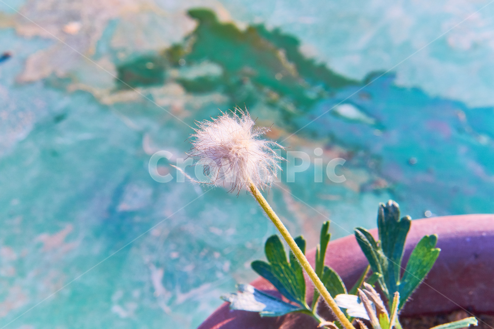 들꽃,꽃,봄,식물,flower,화분,nature,자연,plant