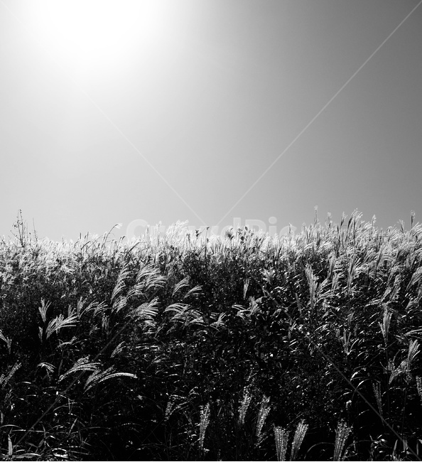 plant,식물,흑백,갈대,갈대밭,흑백사진,blackwhite,블랙앤화이트,모노톤,모노,감성,분위기,경치,배경,우울,회색,회상,gray,그레이,회색하늘,graysky