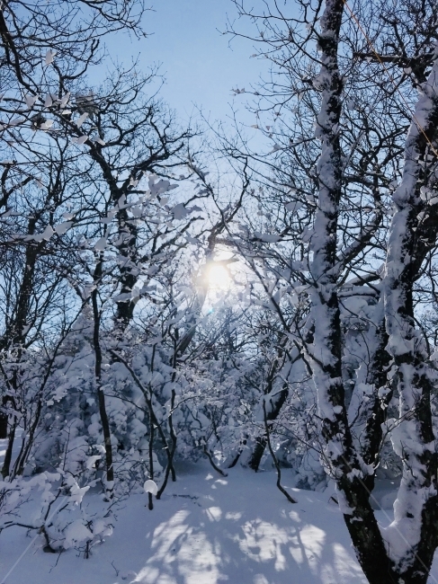 제주도,한라산,겨울,자연풍경,겨울산,겨울,계절,winter,season,식물,자연,plants,nature,나무,trees,wood