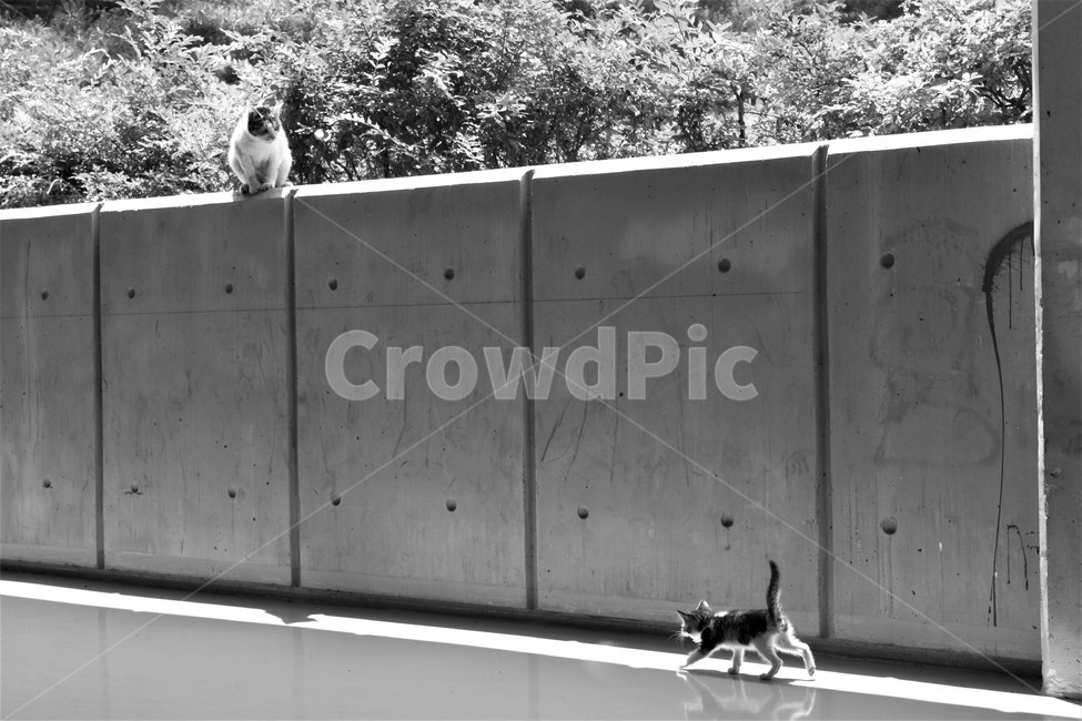 고양이,길고양이,길냥이,새끼고양이,cat,어미와새끼,어미고양이,kitten,streetcat,wildcat,family,animal,동물,가족,care,유기묘,반려묘,pet,아기고양이,동행,동물,animal,포유류,mammal,고양이,cat,kitten,kitty,가족,패밀리,family,흑백,모노톤,monochrome,black and white