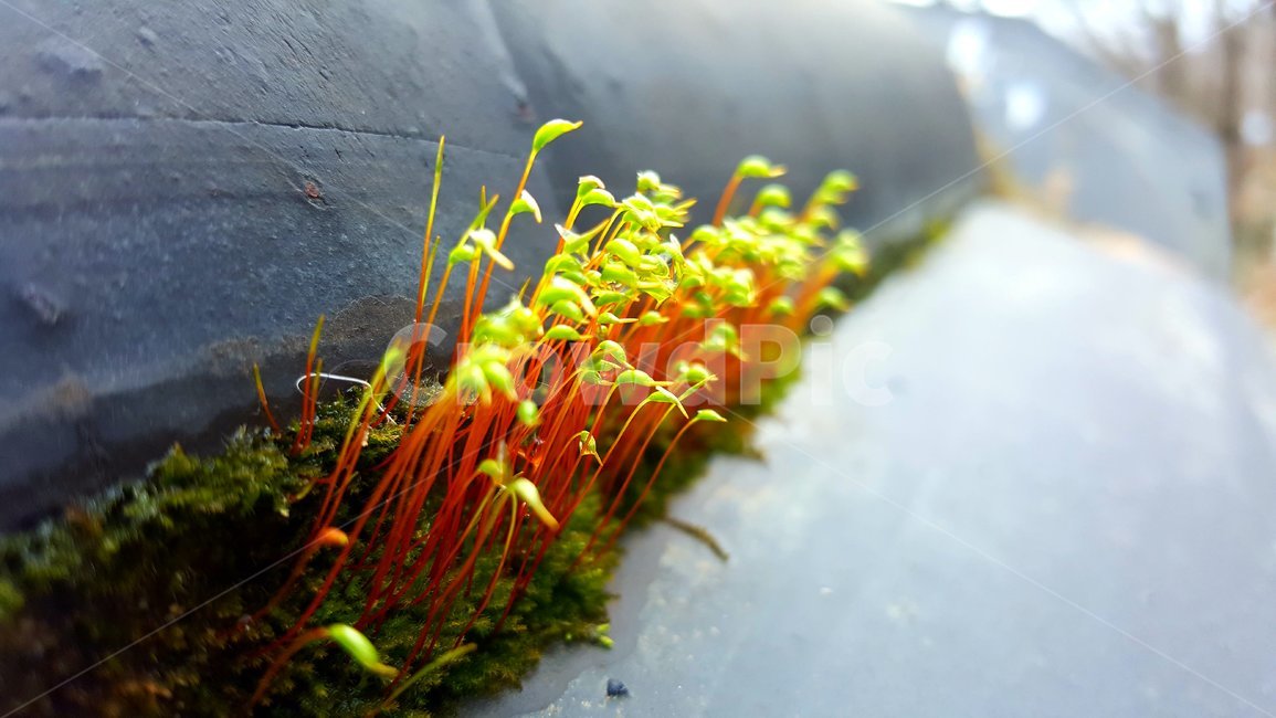 꽃,도로가꽃,식물확대,plant,flower,식물,풀,식물,자연,plants,nature