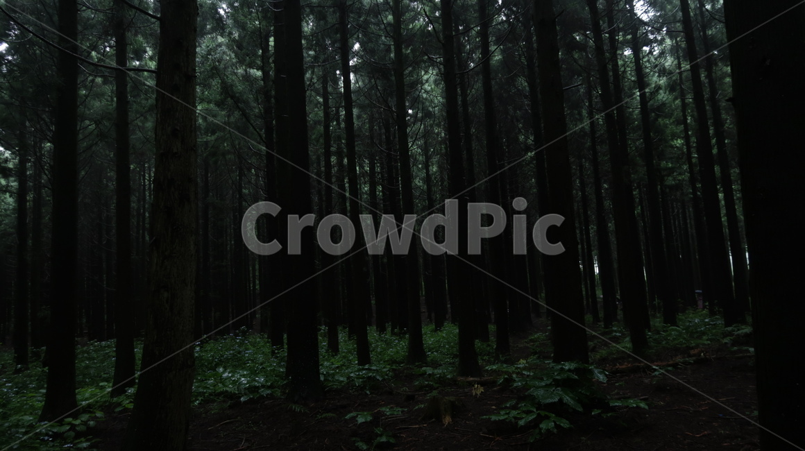 제주도,자연,나무,꽃,몽환,자연,풍경,nature,landscape,tree,plant,식물,redwood,세쿼이아