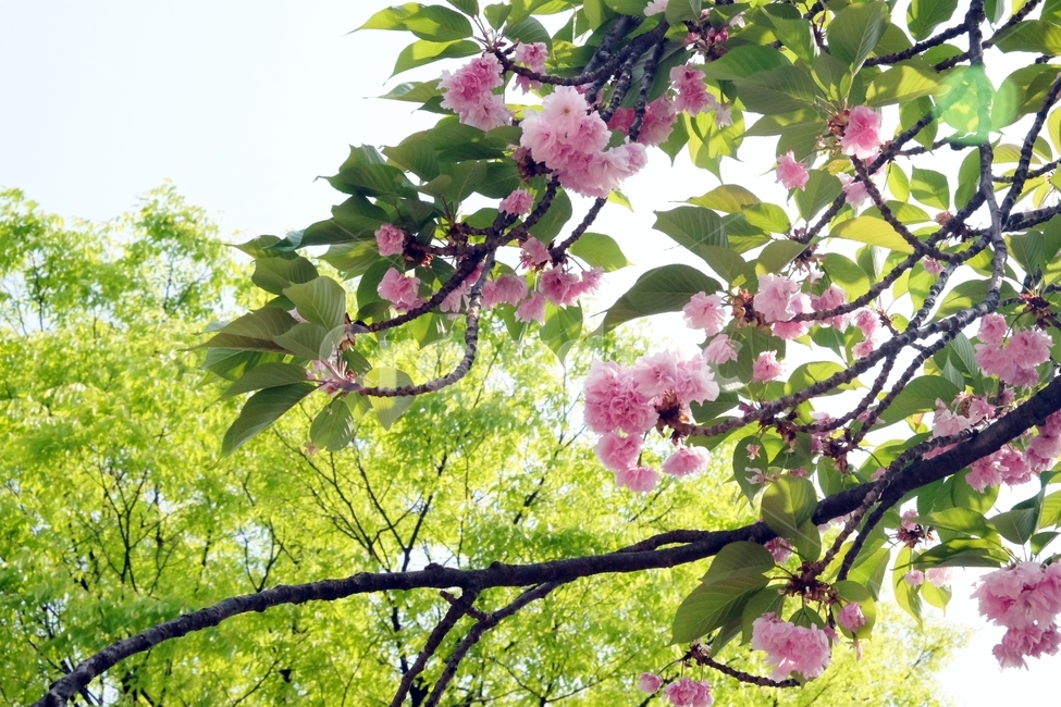 꽃,꽃잎,식물,flower,봄,벚꽃,겹벚꽃,봄,계절,spring,season,식물,자연,plants,nature,꽃,flower,plant