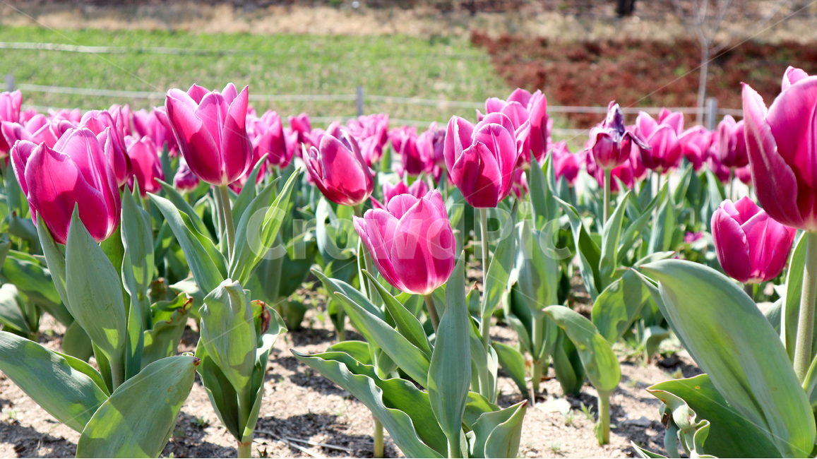 튤립,봄,봄꽃,튤립축제,spring,season,식물,자연,붉은색,red,flower,redflower,화사한,feeling,korea,plant,tulip,공원,park,산책,person,보라색,purple,화려한,축제