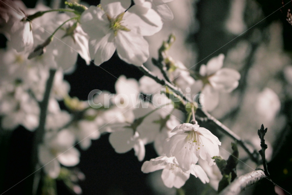 벚꽃,밤,꽃,봄,꽃나무,봄,계절,spring,season,식물,자연,plants,nature,꽃,flower,감성,sensible,feeling,plant,blossom,cherry blossom