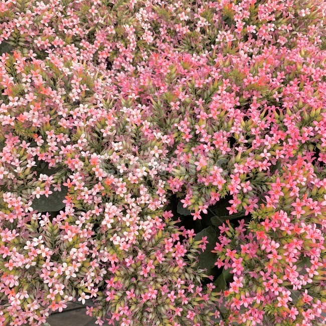 blossom,plant,꽃,식물,petal,꽃잎,flower,geranium,제라늄,꽃밭,핑크,식물,자연,plants,nature,꽃,flower
