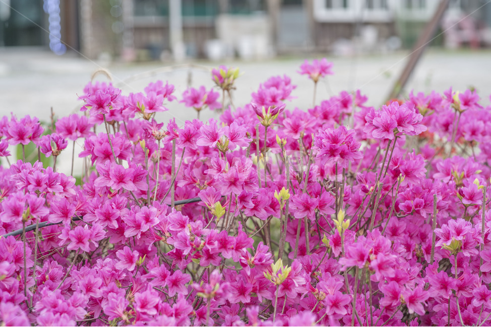 봄,꽃,봄꽃,철쭉,분홍,핑크,식물,자연,plants,nature,꽃,flower