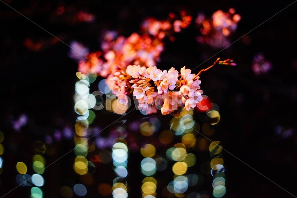 벚꽃,밤,야경,꽃,빛망울,보케,불빛,cherryblossoms,night,anightscene,boke,light,flower,야경,밤,풍경,nightscape,night,landscape,식물,자연,plants,nature,꽃,flower,색깔,색상,색채,색감,color sense,color sensitivity,feeling of color,plant