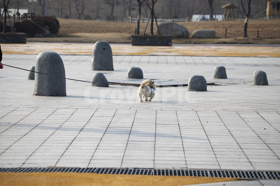강아지,개,발,다리,꼬리,반려견,동물,가죽,털,산책,배경,반려동물,애완견,활력있는,포유류,생활,돌,공원,끈