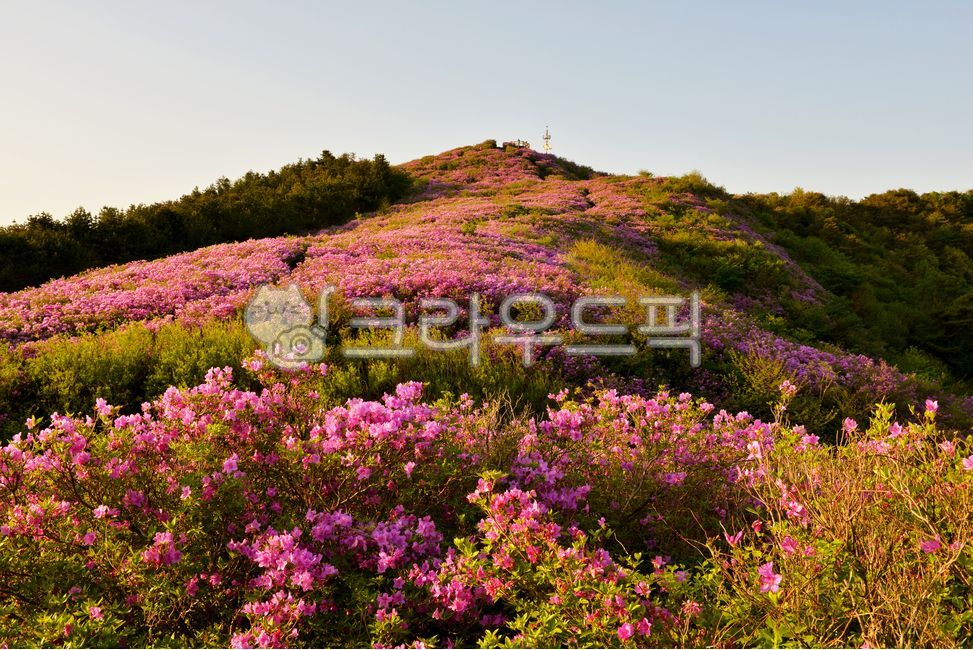 nature,자연,slope,경사,outdoors,옥외,plant,식물,purple,보라색,flower,blossom,꽃,mountainrange,산맥,mountain,산,남원봉화산철쭉제,남원봉화산,남원철쭉제,봉화산철쭉제,남원매봉철쭉제,남원매봉,매봉철쭉제,철쭉,철쭉꽃
