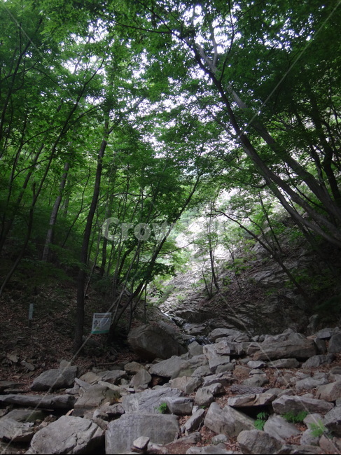 나무,돌길,돌맹이,초록,자연,자연,풍경,nature,landscape,rubble,파편