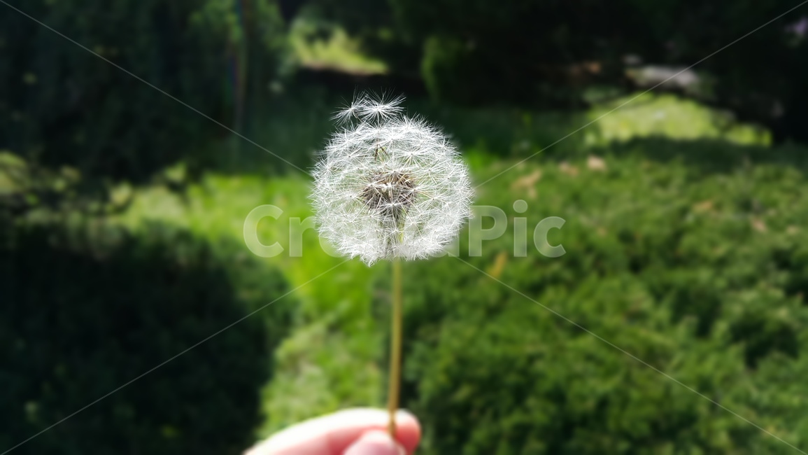 민들레,봄,들꽃,자연,순수,하얀색,초록색,감성
