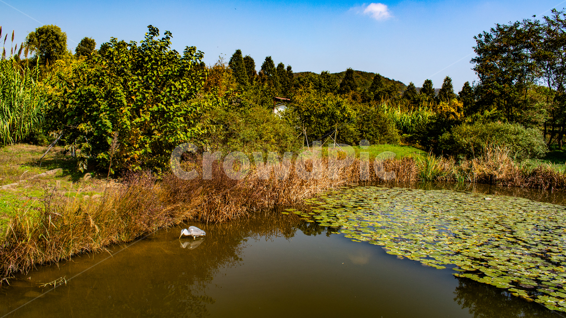 왜가리,철새,연꽃,저수지,호수,풍경,가을,계절,fall,autumn,season,nature,자연,water,물,outdoors,옥외,land,땅