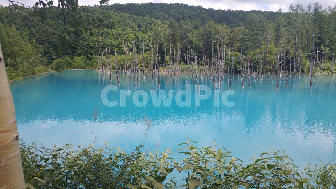 북해도,파란호수,후라노,아오이이케,청의호수