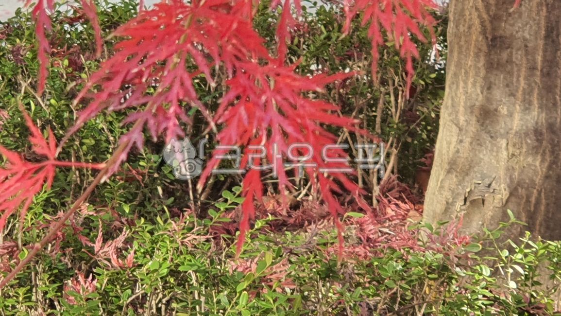 garden tree,Maple tree,landscaping tree,tree,peacock maple