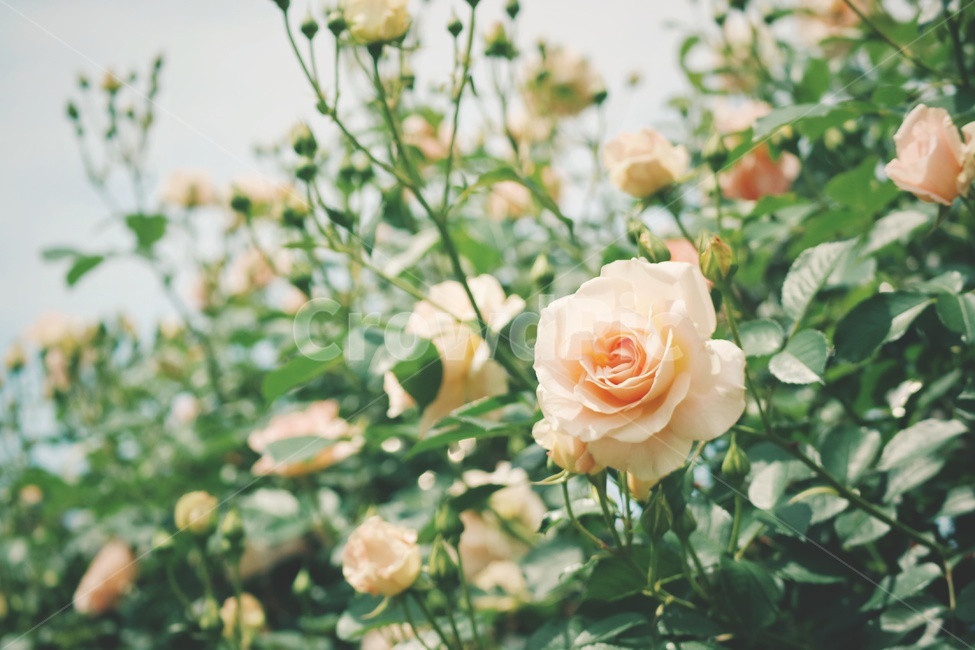 장미,rose,꽃,flower,봄,spring,감성,식물,자연,plants,nature,꽃,flower,감성,sensible,feeling
