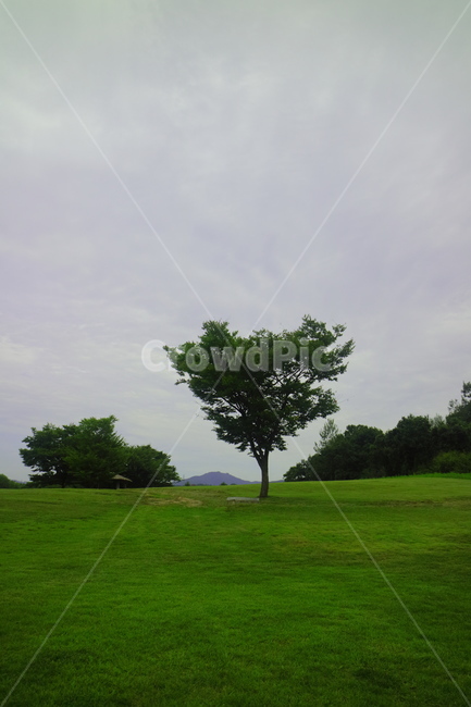 나무,잔디,하늘,가을,선사유적지,풀밭,식물,자연,plants,nature,나무,trees,wood