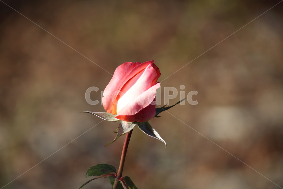 장미,꽃,식물,정원수,rose,식물,자연,plants,nature,꽃,flower