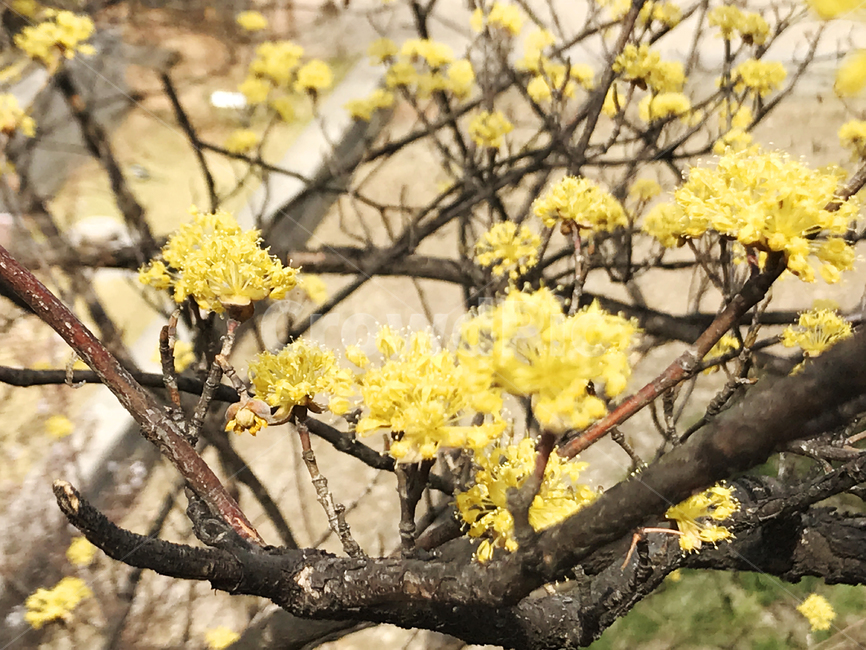 봄,봄꽃,산수유,산수유꽃,노란꽃,봄꽃축제,나들이,봄,계절,spring,season,식물,자연,plants,nature,꽃,flower,plant