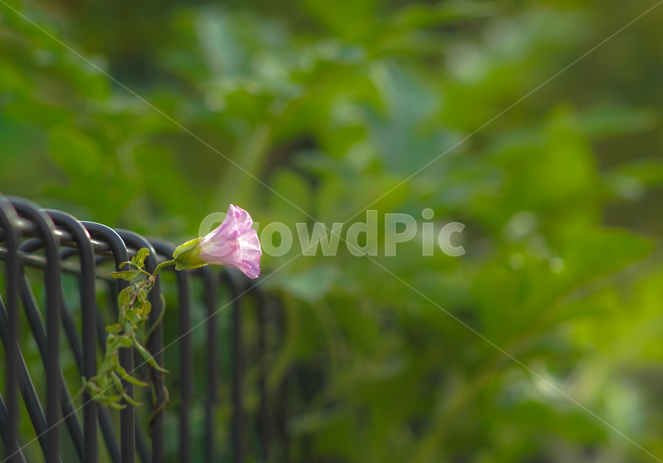 감성,나팔꽃,꽃,야생화,철망,담장,줄기,식물,식물,자연,plants,nature,꽃,flower