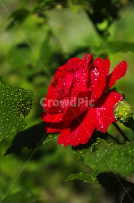 꽃,식물,flower,plant,장미,식물,자연,plants,nature,꽃,flower