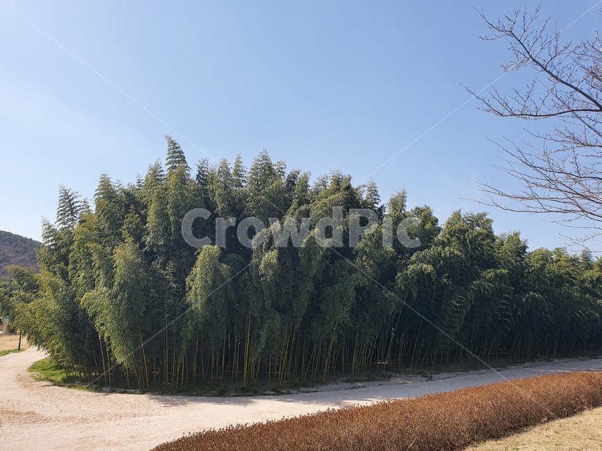tree,나무,plant,식물,대나무,대나무숲,오솔길,하늘,산책길,공원,잔디,park,sky,road,자연,nature,울산,울산대공원,대공원
