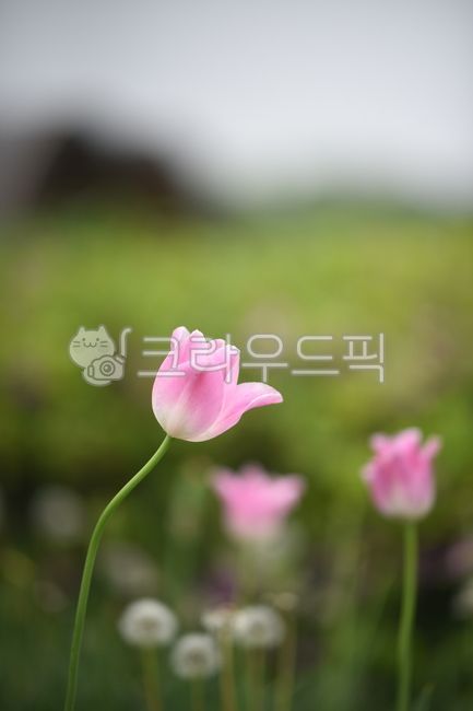 인천대공원,튤립,turnip,꽃,핑크,flowers,plant,식물,감성,식물,자연,plants,nature,꽃,flower