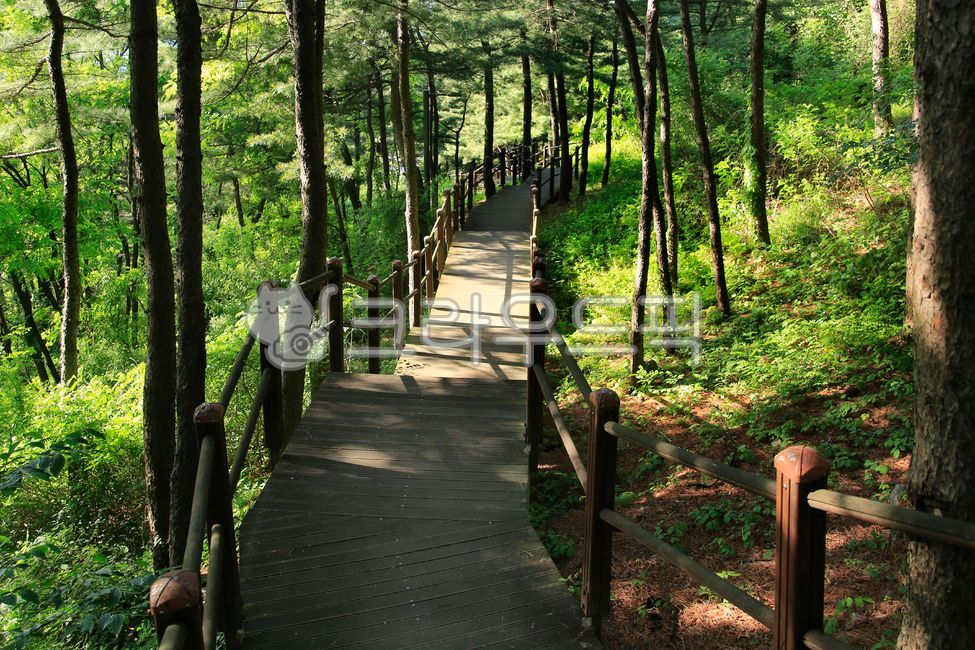 Gaeunsan,park,walking trail,perimeter road,road,railing,stairs,forest