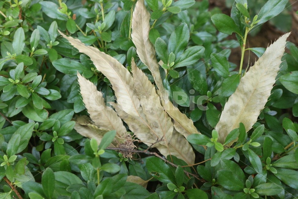 식물,초록,자연,green,나뭇잎,식물,자연,plants,nature