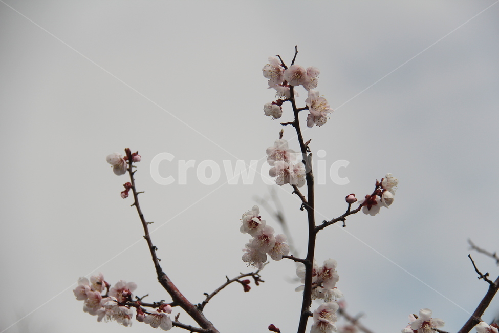 plant,식물,flower,blossom,꽃,plum,매화,봄,spring,식물,자연,plants,nature,꽃,flower