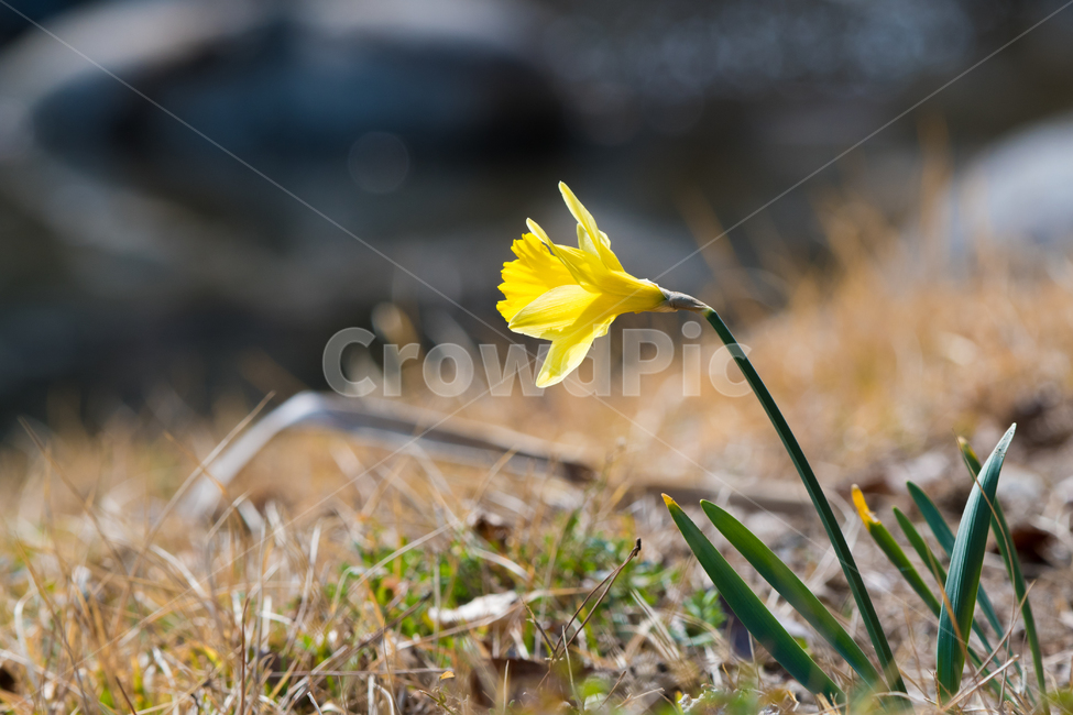 노랑복수초,노랑꽃,봄꽃,봄내음,봄,봄,계절,spring,season,식물,자연,plants,nature,꽃,flower,plant