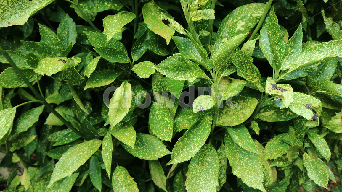 plant,식물,leaf,잎,초록,green,자연,nature,식물,자연,plants,nature