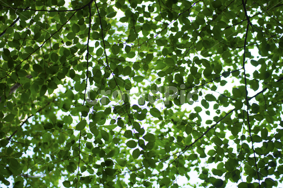 배경,감성,계절,season,색상,색감,색채,concept,sensitive,feeling,감성사진,꽃,풀잎,spring,나무,초록,식물,자연,plants,nature