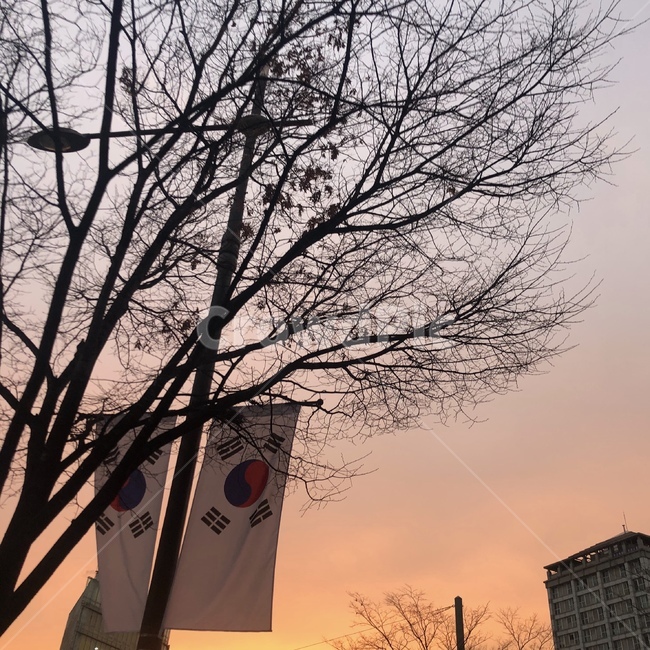 하늘,나무,노을,저녁,태극기