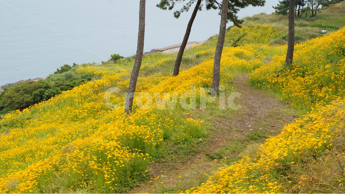 금계국,금계국꽃,꽃,꽃사진,식물,봄,계절,spring,season,자연,풍경,nature,landscape,outdoors,옥외,grassland,목초지,field,들,farm,농장,rural,농촌,meadow