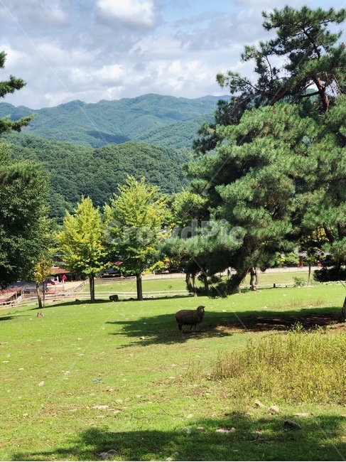양,자연,동물,숲,풍경