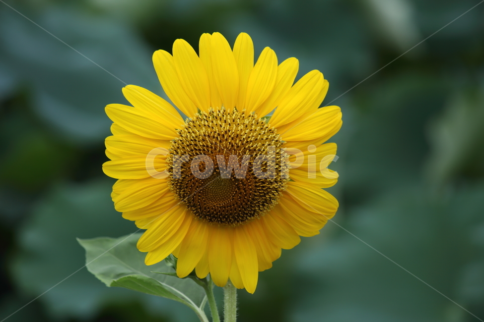 해바라기,향일화,sunflower,flower,blossom,식물,자연,plants,nature,꽃,flower