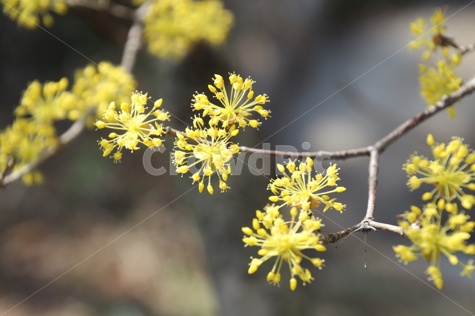 산수유,꽃,식물,층층나무,구례산수유,축제,노랑색,봄,계절,spring,season,식물,자연,plants,nature,꽃,flower,plant