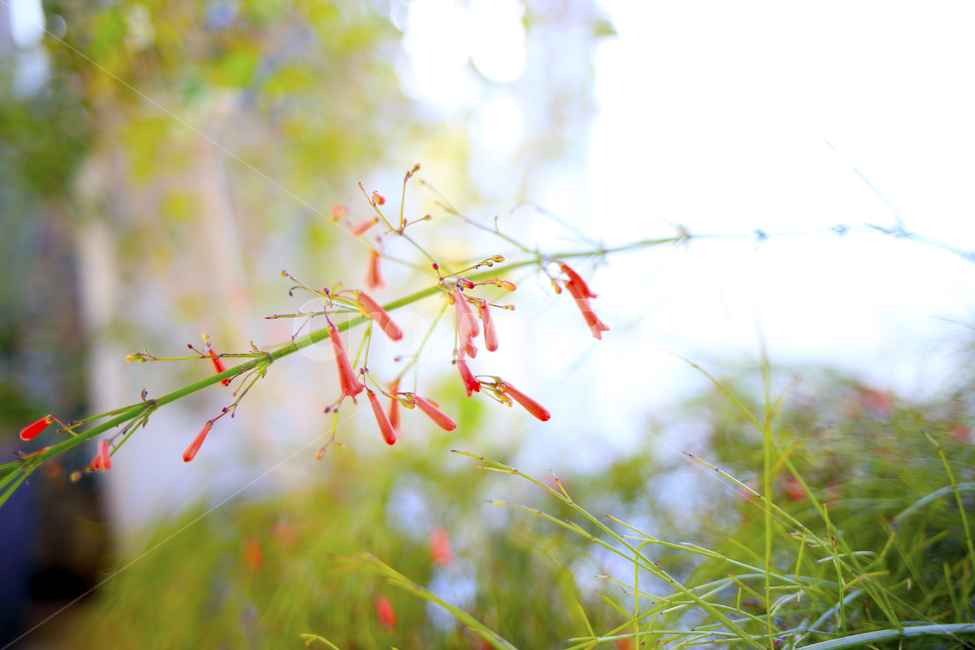 빨강,꽃,대롱대롱,초록,예쁜꽃,식물,식물,자연,plants,nature,꽃,flower,휴식,힐링,rest,relaxation,healing,색깔,색상,색채,색감,color sense,color sensitivity,feeling of color