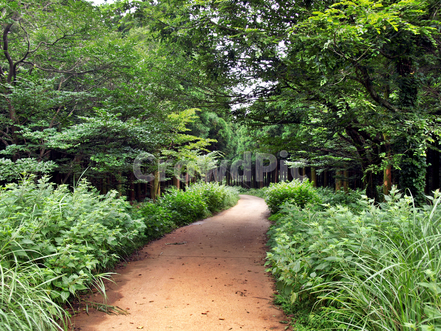 길,나무,숲,사려니숲길,제주,자연,풍경,숲길,garden,정원,outdoors,옥외,arbour,정자