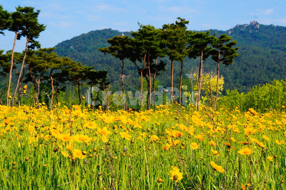 금계국,꽃,소나무,여름,노랑,자연