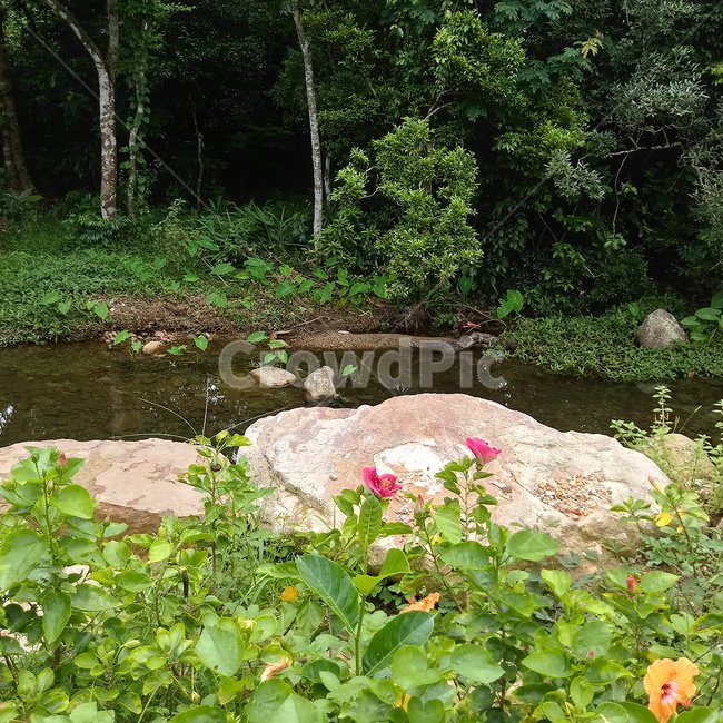 계곡,꽃,나무,바위,nature,자연,풍경,nature,landscape,water,물,outdoors,옥외,pond,못